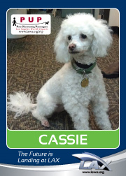 cassie.png