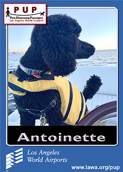 pup_antoinette.png