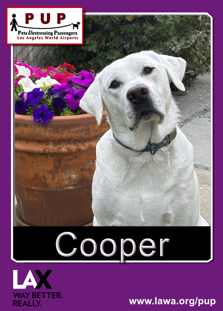 pup_cooper_front.png