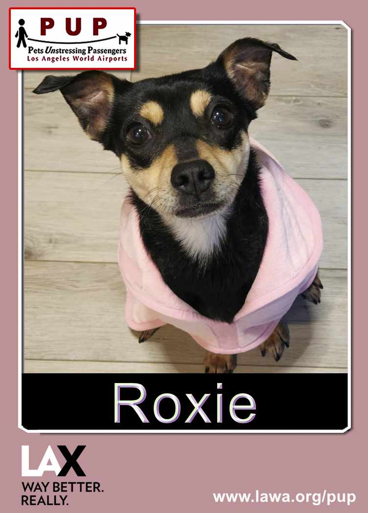 pup_roxie_front.png