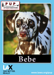 pups_bebe.png