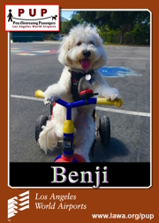 pups_benji.png