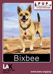 pups_bixbee.png