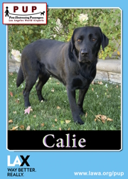 pups_calie.png