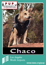 pups_chaco.png