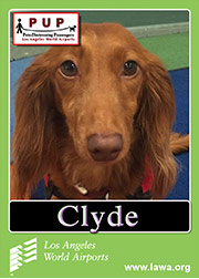 pups_clyde.png