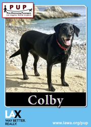 pups_colby.png