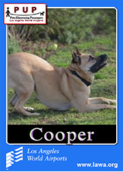 pups_cooper.png