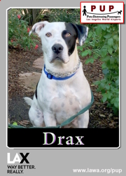pups_drax.png