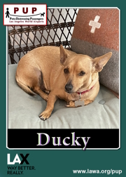 pups_duckie.png