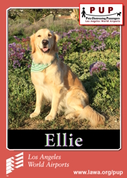 pups_ellie.png