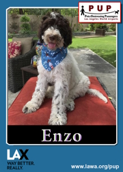 pups_enzo.png