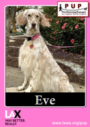 pups_eve.png