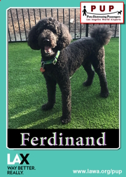 pups_ferdinand.png