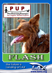 pups_flash.png