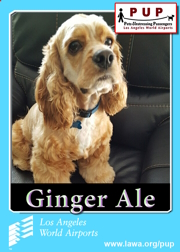 pups_gingerale.png