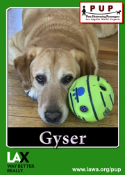 pups_gyser.png