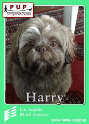 pups_harry.png