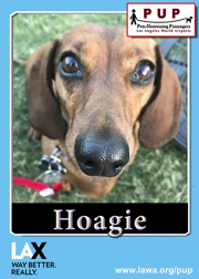 pups_hoagie.png