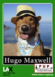 pups_hugo.png