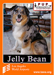 pups_jellybean.png