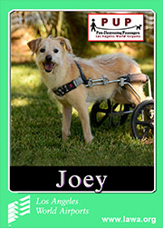 pups_joey.png