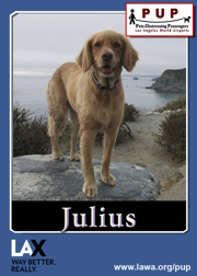 pups_julius.png