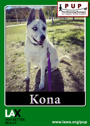 pups_kona.png