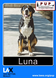 pups_luna.png