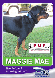 pups_maggiemae.png