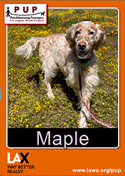 pups_maple_front.png