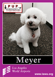 pups_meyer.png