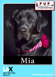 pups_mia_2.png