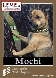 pups_mochi.png
