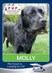 pups_molly.png