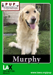 pups_murphy.png
