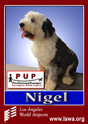 pups_nigel.png