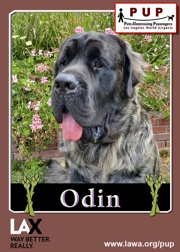 pups_odin.png