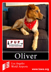 pups_oliver.png