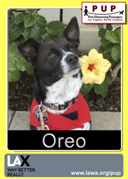 pups_oreo.png