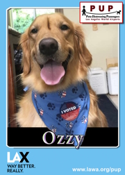 pups_ozzy.png