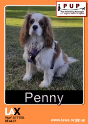 pups_penny.png