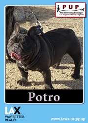 pups_potro.png
