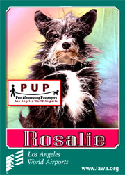 pups_rosalie.png