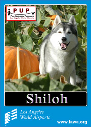 pups_shilo.png