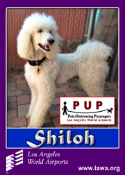 pups_shiloh.png