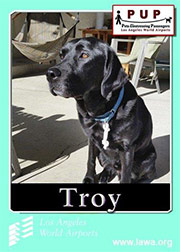 pups_troy.png