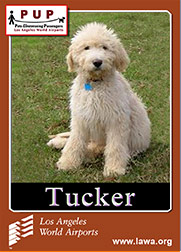 pups_tucker.png