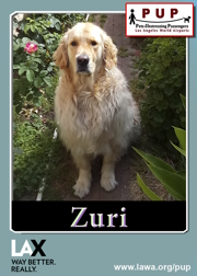 pups_zuri.png